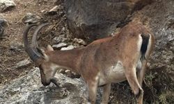 Elazığ'da dağ keçileri kayalık alanda böyle görüntülendi