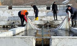 Erzincan'da 16 tesiste milyonlarca alabalık üretiliyor