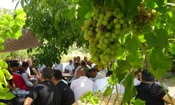 Gercüş'te mezrone üzümü için kooperatif kuruluyor