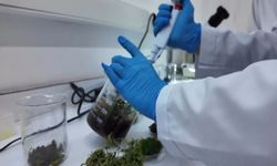 Gıda aromalarında yeni düzenleme