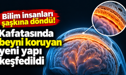 Kafatasında yeni bir organ bulundu! Kanser tedavisinde umut oldu
