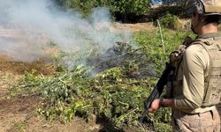 Diyarbakır’da yasa dışı kenevir ekimine büyük operasyon