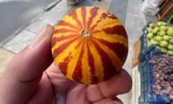 Kokusu da görüntüsü de farklı! Şamama kavunu yeniden tezgahlarda