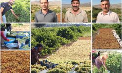 Kuru üzüm mesaisi: Üreticiler ürünlerinin markalaşmasını istiyor