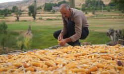 Muş'ta geleneksel mısır hasadı: Mısırlar orakla biçiliyor