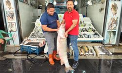 Batman'da 1,5 metre uzunluğundaki balık tezgaha çıktı