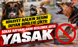 Nihayet halkın sesini duyan birileri çıktı: Sokak hayvanlarını beslemek artık yasak