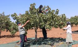Şanlıurfa'da fıstık üreticisi verimden memnun