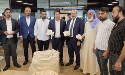 Şanlıurfa'da sezonun ilk pamuğu satıldı