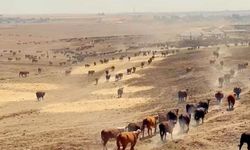 Şanlıurfa'nın uçsuz bucaksız arazilerinde büyükbaş bereketi
