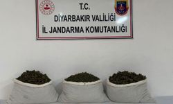 Diyarbakır’da 253 bin 752 kök kenevir ele geçirildi