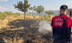 Siirt'te 33 fıstık ağacı ile onlarca meyve ağacı yangında zarar gördü