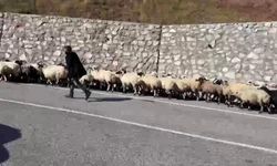 Soğuk hava bastırdı, binlerce hayvan yollara çıktı