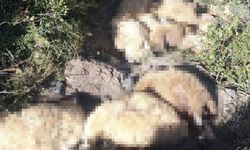 Tunceli'de yaylada korku dolu anlar: 40 koyun telef oldu