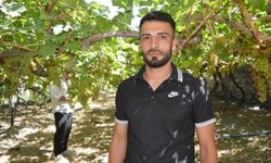 Üzüm hasadı başladı: Üreticiler sulama ve fiyat sorununa dikkat çekti