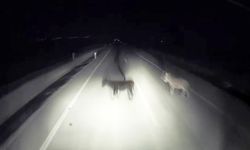 Tırın eşeklere çarpma anı görüntülere yansıdı