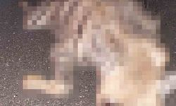 Adıyaman'da çizgili sırtlan yolda telef oldu