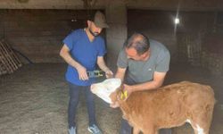 Cizre'de büyükbaş hayvanların küpeleme ve aşılama çalışması sürüyor