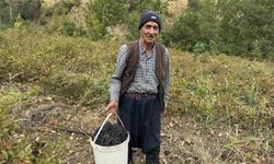 Diyarbakır'da aronya meyvesi hasadı başladı