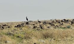 Diyarbakır'da leylek göçü başladı