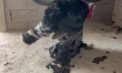 Erkek hindi, ölen dişi hindinin başından ayrılmadı