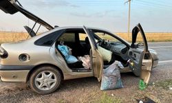 Şanlıurfa'da 4 fıstık hırsızı suçüstü yakalandı
