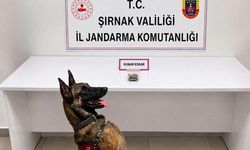 Şırnak'ta narkotik ve aranan şahıslara operasyon: 12 tutuklama