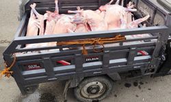Batman'da kaçak kesilen et ve sakatata el konuldu