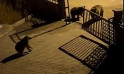 Boz ayılar sokaklara indi! Güldüren tepki: "Ne buldun da yiyorsun"