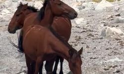 Bu görüntüler Van'dan! Yılkı atları Van Gölü manzarasında