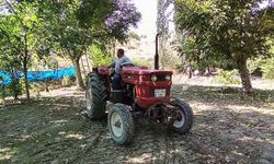 Ceviz hasadı yeni teknolojiyle 10 günden bir güne indi