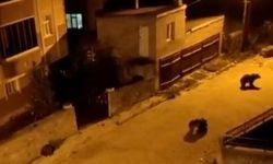 Çöp konteynerlerini devirdiler, 7 ayı mahalleye indi