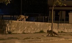 Dikkat çeken görüntüler: Önce ayılar, şimdi tilkiler