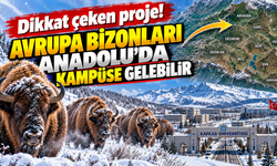 Dikkat çeken proje! Avrupa bizonları Anadolu'da kampüse gelebilir