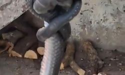 Diyarbakır'da odunluğa giren yılan paniğe neden oldu