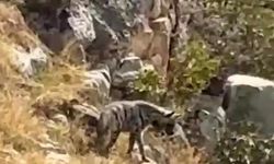 Gercüş'te nadir görülen çizgili sırtlan kameraya yansıdı