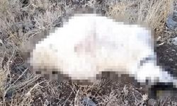 Hakkari'de yaylaya yıldırım düştü! Koyun sürüsünde büyük kayıp