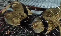 Kafes avcılığı yaptılar, 211 bin TL'lik cezayla karşılaştılar