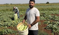 Kışlık turşular için yoğun mesai: Gaziantep'te acur sezonu açıldı