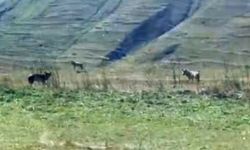 Kurtlar tarlada ölü ineğin başına toplandı! O anlar kamerada