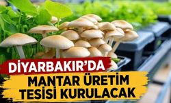 Diyarbakır'da mantar üretim tesisi kurulacak