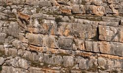 Munzur Dağları'nda yaban keçileri sürü halinde görüntülendi