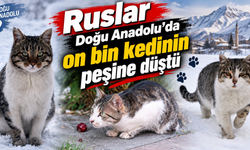 Ruslar Doğu Anadolu'da on bin kedinin peşine düştü