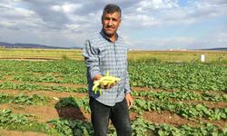 Sarımsak bitti, acur başladı: Araban Ovası'nda ikinci ürün mesaisi