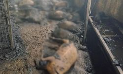 Tunceli'de ahır alevlere teslim oldu: 200 küçükbaş hayvan telef oldu