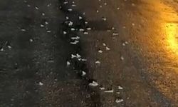 Yağış sonrası ortaya çıktılar! Bingöl'de kara yolu kurbağalarla doldu