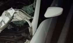 Yola aniden çıkan inek kazaya neden oldu: 2'si ağır 4 yaralı