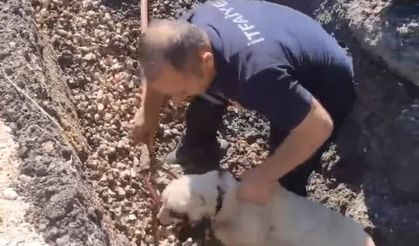 Sur ilçesinde kanalizasyon borusuna sıkışan kuzu kurtarıldı