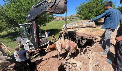 Diyarbakır'da kuyuya düşen inek kurtarıldı