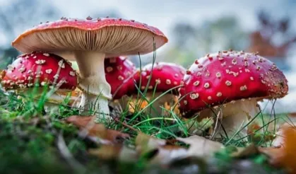 Mantar zehirlenmeleri karaciğer nakline yol açabilir